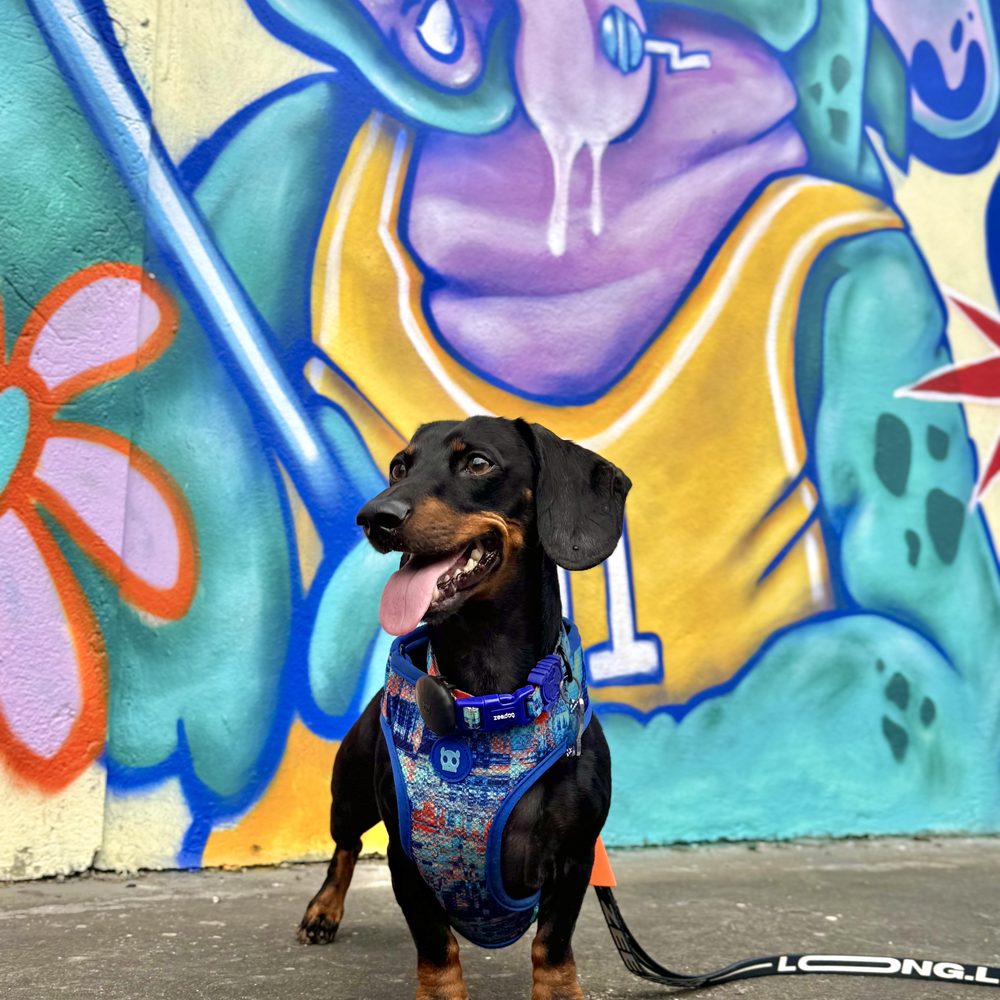 Theo, el dachshund influencer, con el arnés de Doghood frente a un mural colorido