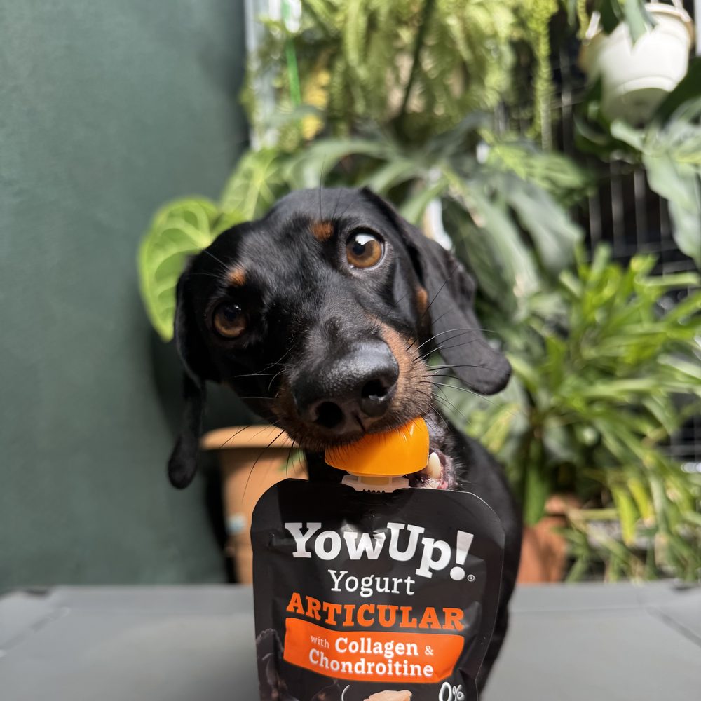 Theo probando el yogurt articular de Mokas Treats de NuvaPets
