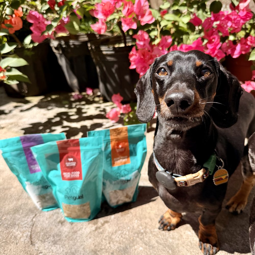 Theo junto a bolsas de comida cocida para perros de la marca Petguel