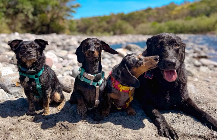 Los hermanos de Theo, Oli, Cora y Coco, juntos en un río de Costa Rica