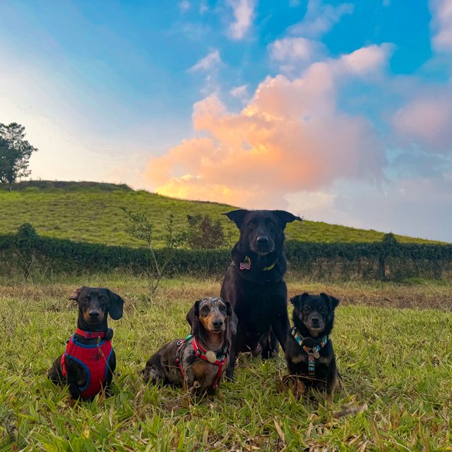 Theo junto a sus tres hermanos perros posando en un potrero al atardecer en Costa Rica