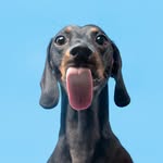 Theo, dachshund negro y fuego, sacando la lengua sobre fondo celeste