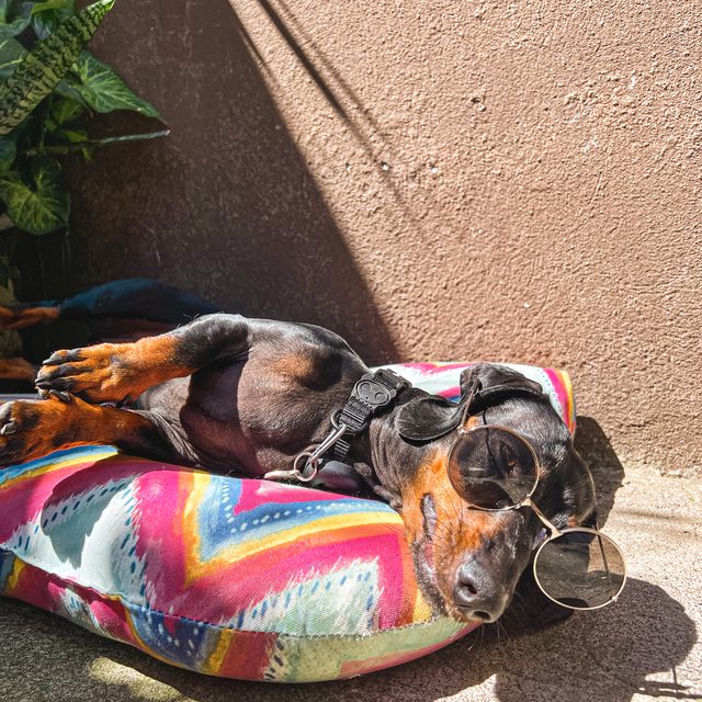Theo, dachshund negro y fuego, recostado con lentes de sol sobre una cama para perros de colores