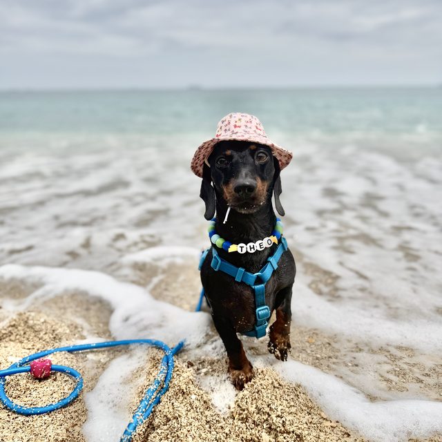 Theo con un sombrero de playa y collar con su nombre, parado sobre la arena frente al mar en Costa Rica