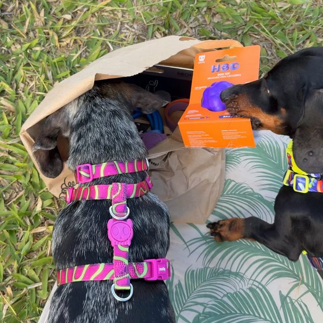 Theo con la cabeza metida en una bolsa de papel destapando una caja de juguetes junto a otro perro