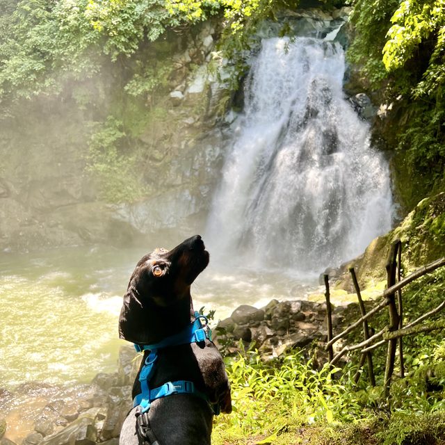 Theo con arnés azul mirando hacia una catarata en un sendero pet-friendly de Costa Rica