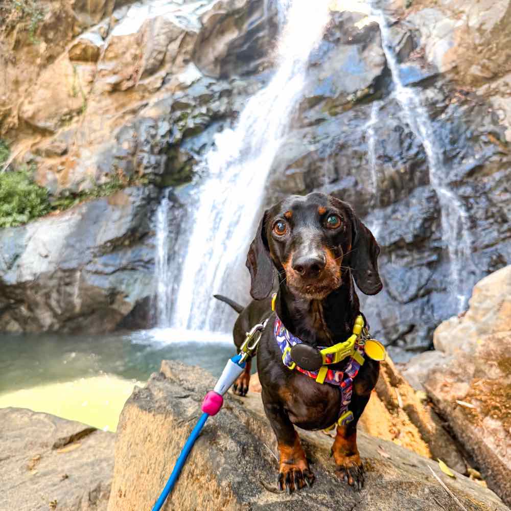 Theo, el dachshund influencer, frente a la catarata de Finca San Gerardo en Alajuela, Costa Rica