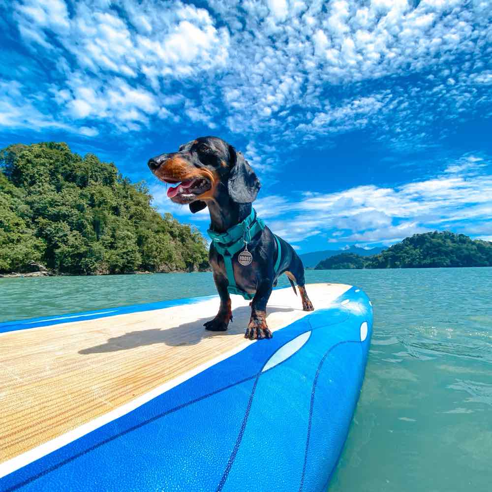 Theo, el dachshund influencer, sobre una tabla de paddle board en Playa Biesanz, Puntarenas