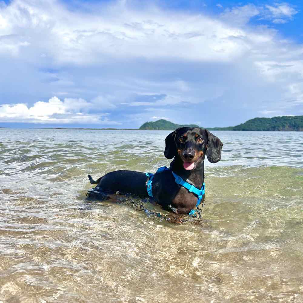 Theo, el dachshund influencer, nadando en las aguas tranquilas de Playa Buena en Guanacaste, Costa Rica