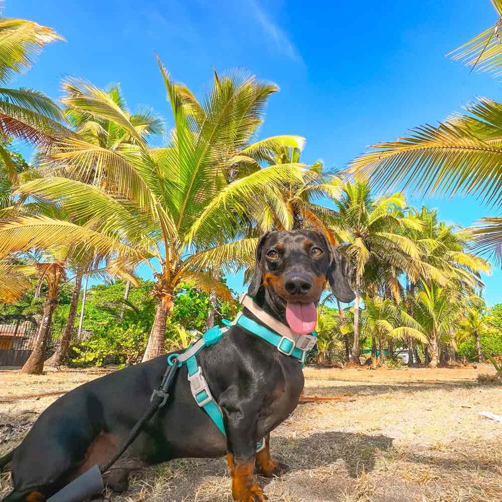 Theo, el dachshund influencer, frente a las palmeras de Playa Esterillos en Puntarenas, Costa Rica