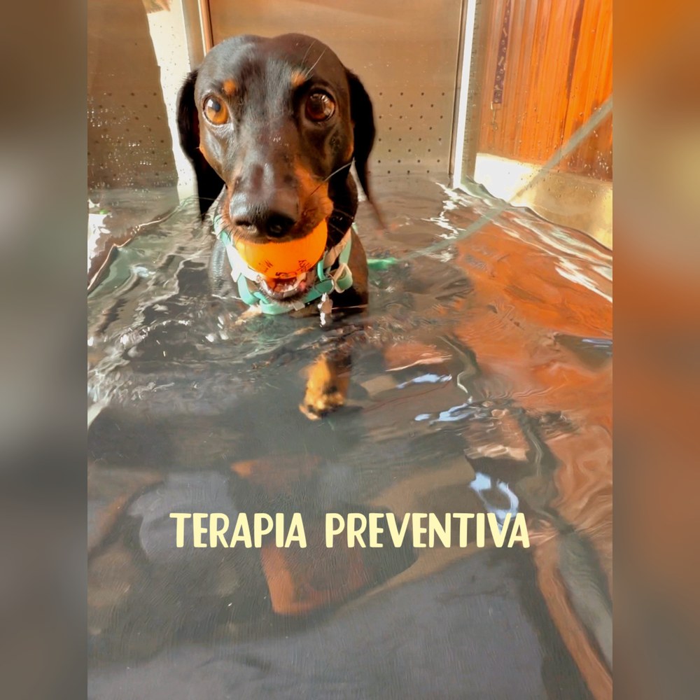 Theo haciendo hidroterapia en una cinta acuática como terapia preventiva
