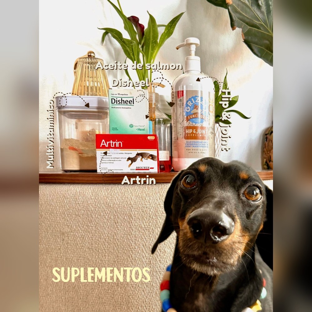 Suplementos para la salud articular de Theo: multivitamínico, Disheel, aceite de salmón, Hip and Joint y Artrin
