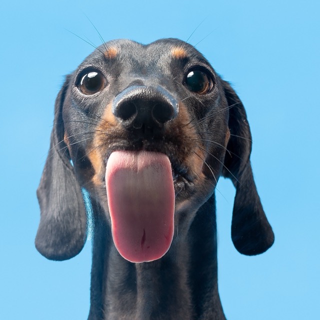 Retrato de Theo, el dachshund tico, con la lengua afuera